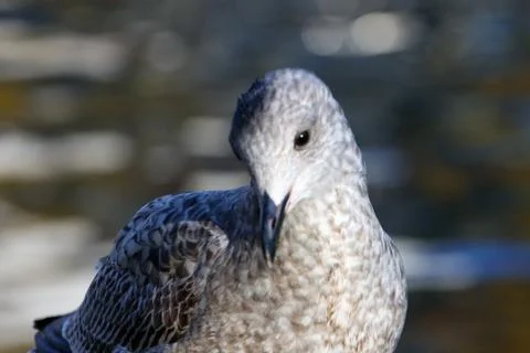 Closeup of a bird Stock Photos