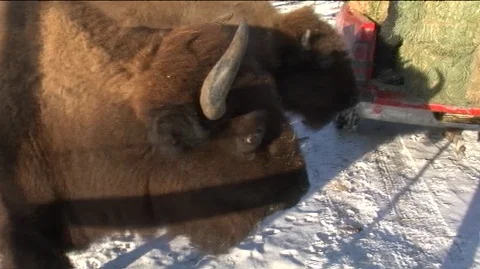 Closeup of Bison (Bison bison) Eating Stock Footage 93033802