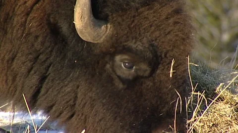 Closeup of Bison (Bison bison) Grazing Stock Footage 92968281