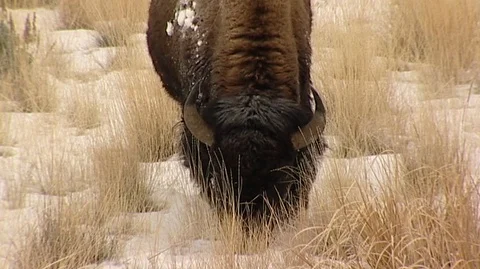 Closeup of Bison (Bison bison) Grazing Stock Footage 92968440