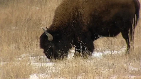 Closeup of Bison (Bison bison) Grazing Stock Footage 92968954