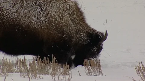 Closeup of Bison (Bison bison) Grazing in Snow Stock Footage 92969239