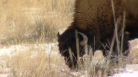 Closeup of Bison (Bison bison) Grazing Stock Footage 93366829