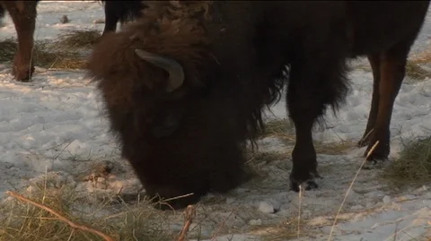 Closeup of Bison (Bison bison) Grazing Stock Footage 93813584