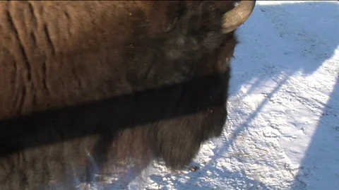 Closeup of Bison (Bison bison) in Snowy Field Stock Footage 93033360