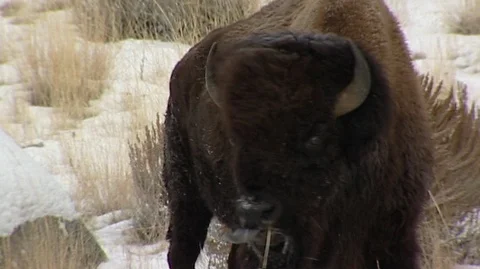 Closeup of Bison (Bison bison) Walking Stock Footage 93872518