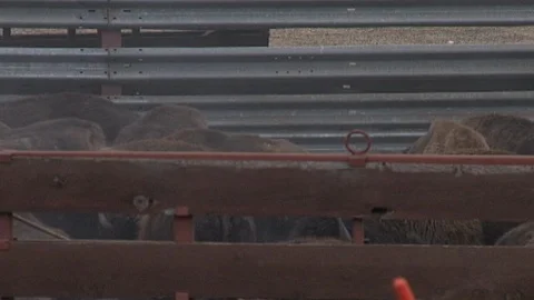 Closeup of Bison in Corral Stock Footage 98473122