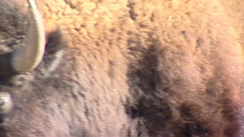 Closeup of Bison in Corral Stock Footage 105929033