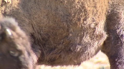 Closeup of Bison in Corral Stock Footage 105929940