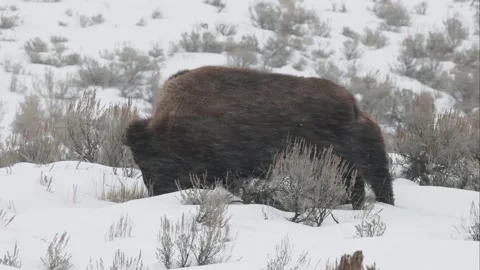 A Closeup of a Bison Foraging in a Blizzard Stock Footage 339373362