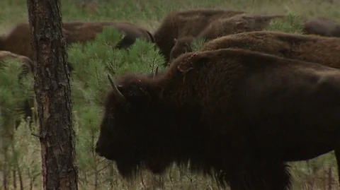 Closeup of Bison Grazing in Custer State Park in South Dakota Stock Footage 93810893