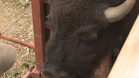 Closeup of Bison in Squeeze Chute Stock Footage 98466772