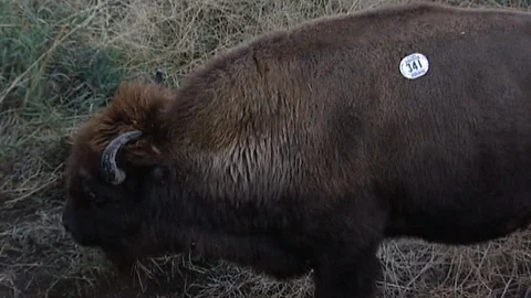 Closeup of Bison in Stall Stock Footage 98454941