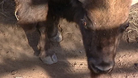 Closeup of Bison in Stall Stock Footage 98461595