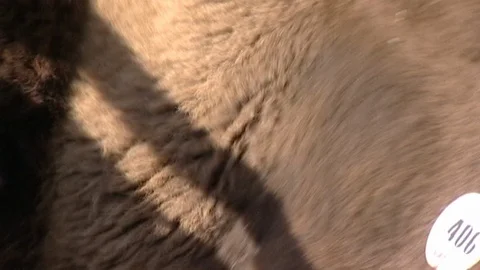 Closeup of Bison in Stall Stock Footage 98462314