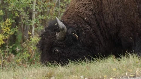 Closeup Of A Bison Walking On The Road Side Eating Grass Stock Footage 330881922