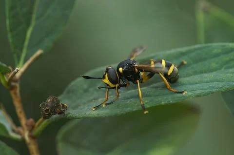 Closeup on the bizarre looking Thick-headed fly, Conops flavipes, a parasite on Stock Photos