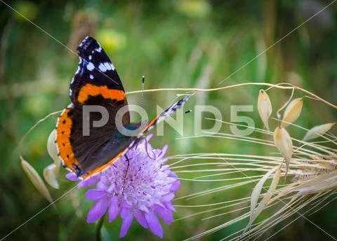 Closeup of black and orange butterfly on a purple flower Stock Photos