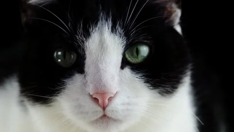 Closeup Black and White Cat Portrait. Stock Footage 305290940