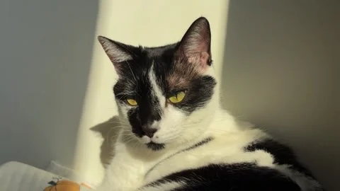 Closeup of a black and white cat sunbathing indoors Stock Footage 334824539