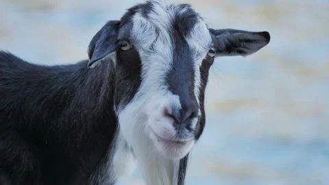 Closeup black and white wild goat on mediterranean island, Croatia Video stock 205325545