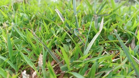 Closeup of black ant standing on grass. The atmosphere of the park grass. 스톡 동영상 280451064
