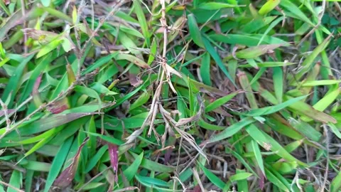 Closeup of black ant standing on grass. The atmosphere of the park grass. 스톡 동영상 280451133