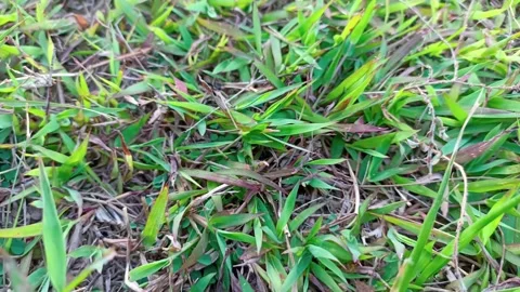 Closeup of black ant standing on grass. The atmosphere of the park grass. 스톡 동영상 280451244