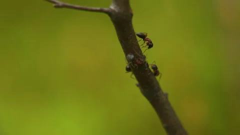 Closeup black ants run and look for food along tree branch 스톡 동영상 101050213