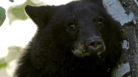 Closeup of black bear cub in tree 動画素材 78733040