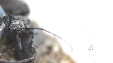 Closeup of black beetle  Stock Footage 110824226