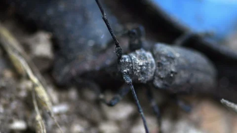Closeup of black beetle  Stock Footage 110824260