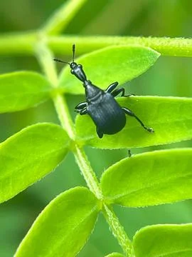 Closeup of a black beetle on a green leaf (3) Stock Photos
