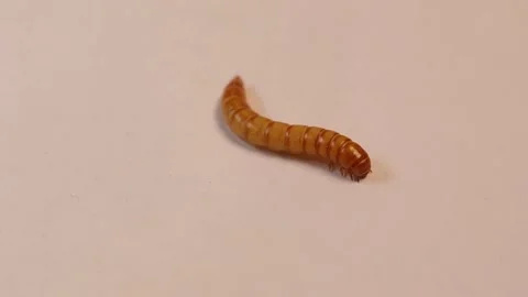 Closeup black beetle larva on white background | mealworms. mealworm isolated Stock Footage 148459429
