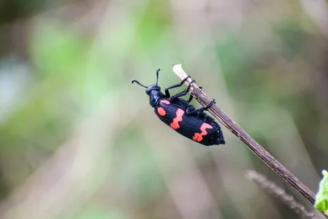 A closeup of a black bug with beautiful red patterns holding on to a stick wi 스톡 사진