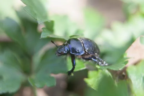 A closeup of a black bug on leaves Foto stock