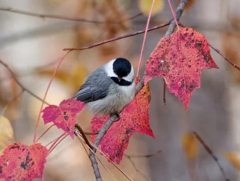 Closeup of  black-capped chickadee bird on colorful fall leaves Fotos de archivo