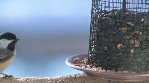 Closeup of a Black-capped Chickadee eating peanuts from a bird feeder Video stock 298676057