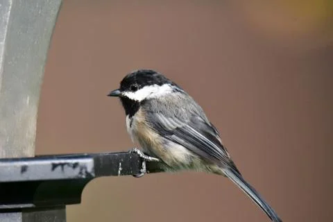 A closeup of Black capped chickadee perching on the feeder. Foto stock