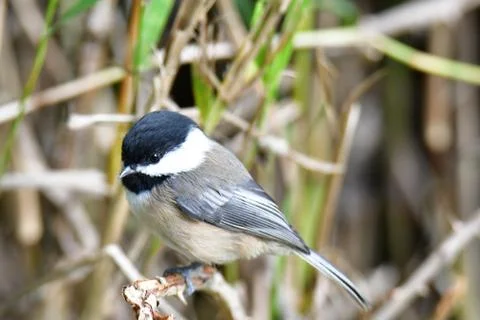 A closeup of Black capped chickadee perching on the branch. Stock Photos