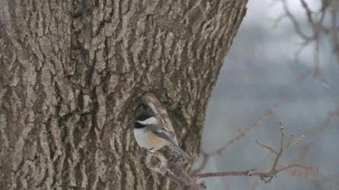 Closeup of a Black-capped Chickadee in a snowstorm in Minnesota Video stock 298674882