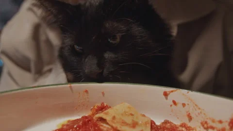 Closeup black cat intensely staring at plate pasta red sauce with human Stock Footage 345067470