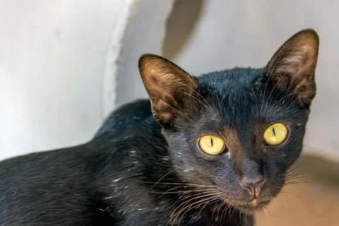 Closeup black cat Stock Photos