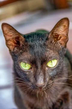 Closeup black cat Stock Photos