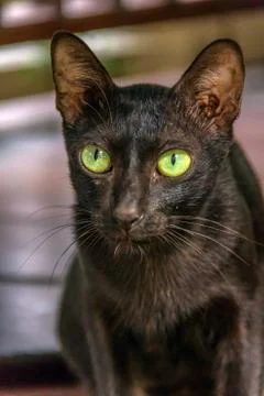 Closeup black cat Stock Photos