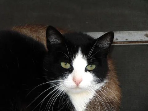 Closeup of a black cat Stock-Fotos