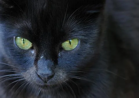 Closeup black cat Stock Photos