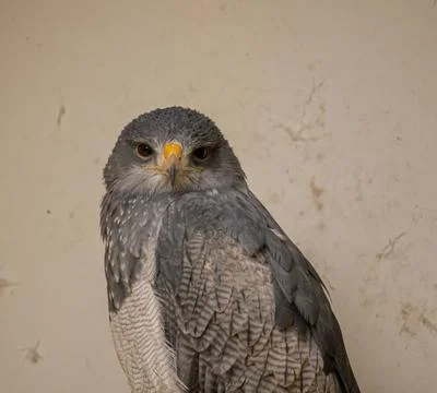 Closeup of a Black-chested buzzard eagle 写真素材