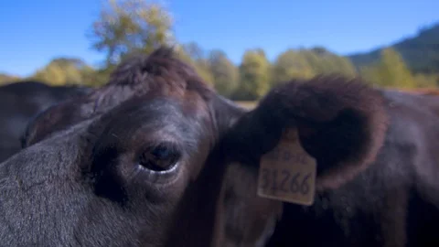 Closeup of a Black Cow's Eye and Face Stock Footage 95929770