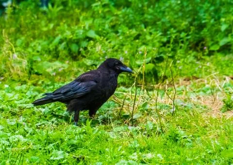 Closeup of a black crow in the grass, common bird specie from Europe Stock Photos